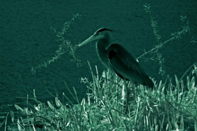 GBH In IR