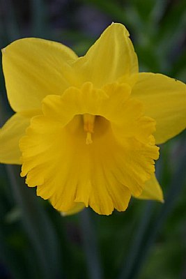 Daffodil