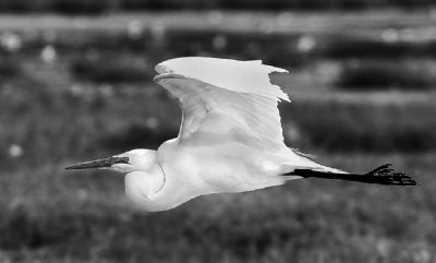 Egret