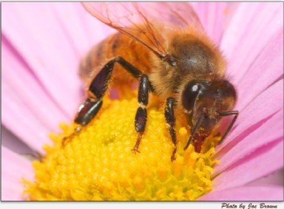 Bee Macro