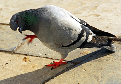 Wave your hand pigeon!