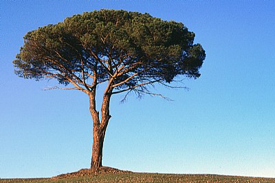 alberi solitari #1