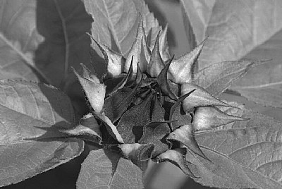 b/w flower