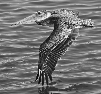 Pelican