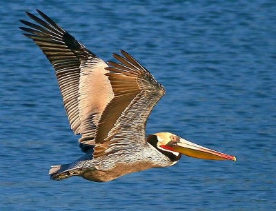 Brown Pelican