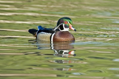 Wood Duck