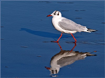 Black-Headed Gull 2