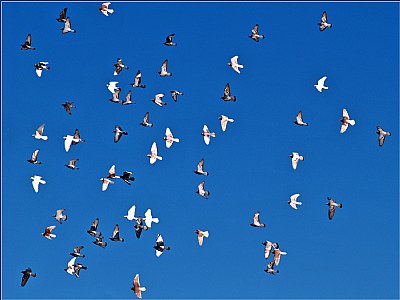 The Flight Of The Pigeons