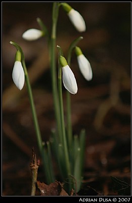 First snow-drops