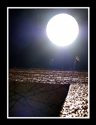 Light & Vines on Wall