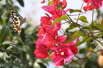 flying butterfly