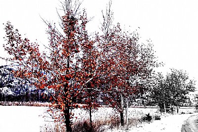 trees 2