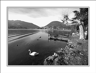 Winter Lake & Swans (9246)