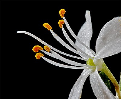 spider plant bloom