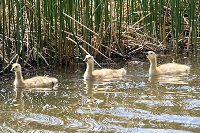 Canada Geese Goslings