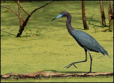 Little Blue Heron