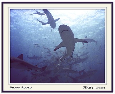 Shark Rodeo