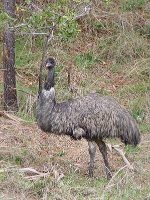 Emu at Belair National Park