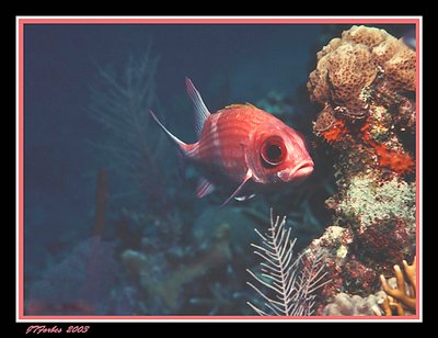 Cayman Squirrel Fish