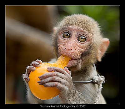 Baby Monkey eating
