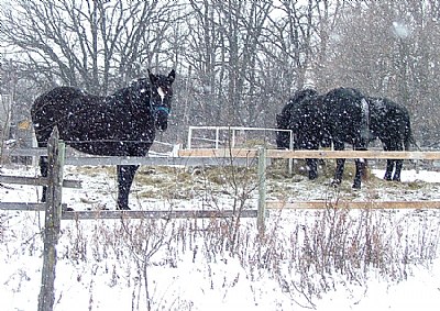 A Snowy Feed