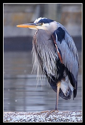 Great Blue Heron 4