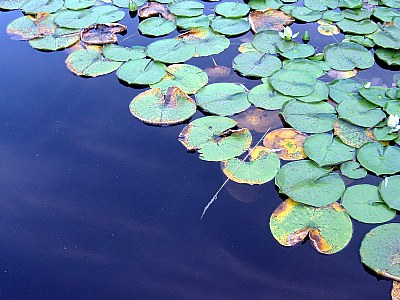 Blue, Green