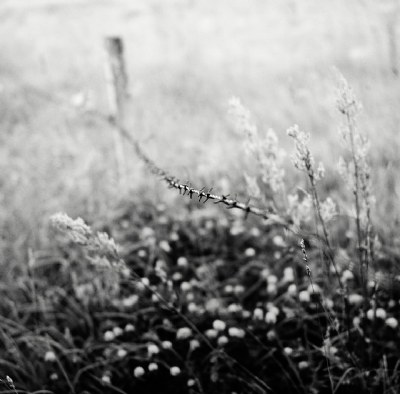 on the edge of the field