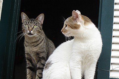 cats in a window