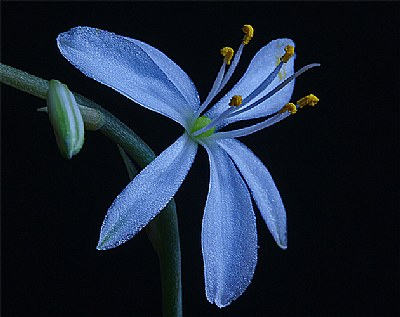 spider plant bloom blue