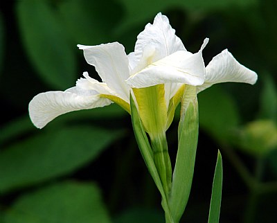 An Iris In White