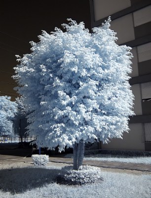 White Leaves