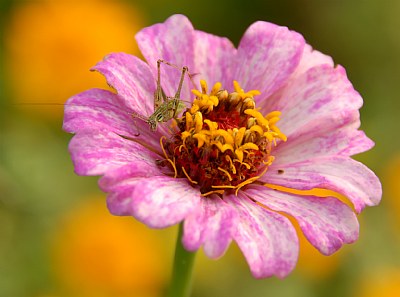 Flowerhopper