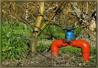 Trees + Water = Fruit