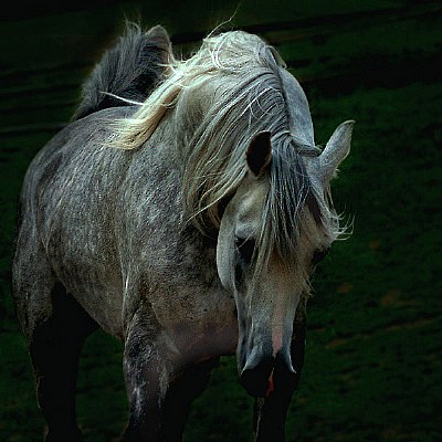 Grey stallion