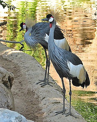African Crested Cranes