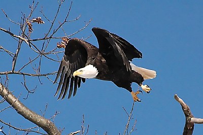 Majesty Take-Off