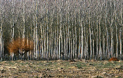 macchia rossa