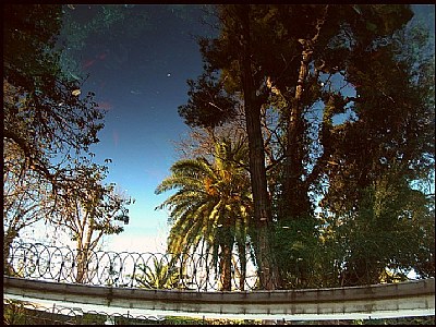 pond reflections....