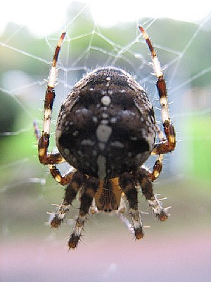 Spider