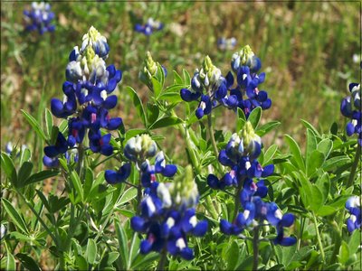 Texas Bluebonnets