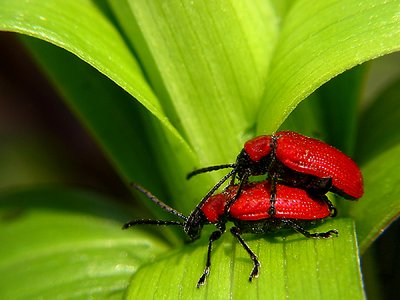 red and green