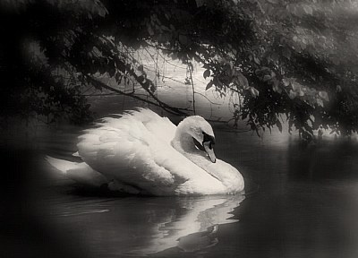 Swan