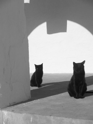 Double cats 