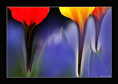 Shining tulips