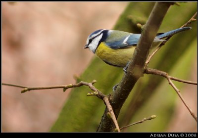 Blue tit in the hazelnut