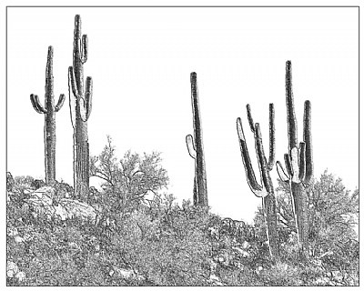 Cactus