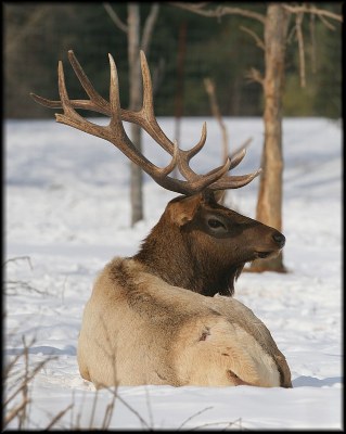 Wapiti