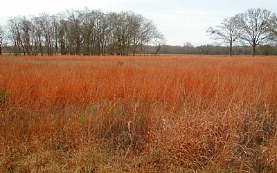 Gulf Coast Prairie