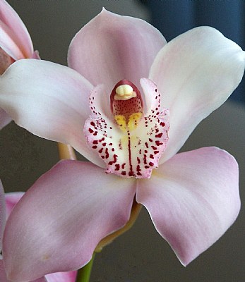 Orchid